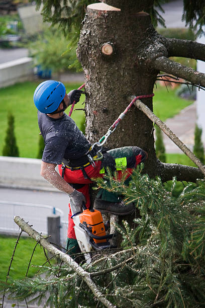 Trusted Bloomfield Hills, MI Tree Removal Experts