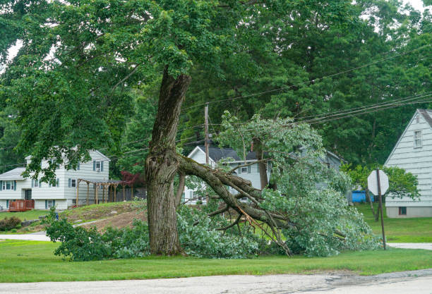 Best Emergency Tree Removal  in Bloomfield Hills, MI